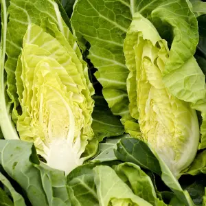 Cabbage Summer Jewel F1 Hybrid 1 Seed Packet (30 Seeds)