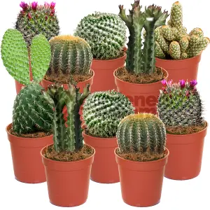 Cactus Plant Mix - Indoor Plant Mix for Home Office, Kitchen, Living Room in Pots (10 plants)