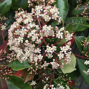 Photinia Red Robin 3.6 Litre Potted Plant x 2