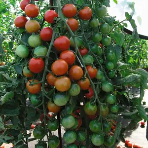 Tomato Cherrola F1 Hybrid 1 Seed Packet (10 Seeds)