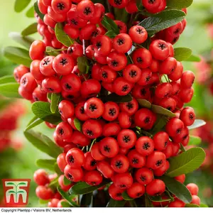 Pyracantha Red Star 9cm Potted Plant x 2