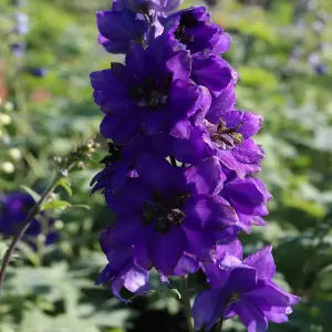 2 x Delphinium Plant Magic Fountains Dark Blue/Dark Bee in 1L Pots - Summer Flowering Eye Catching Larkspur - Herbaceous Perennial