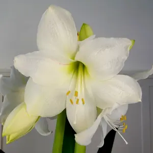 Amaryllis White Waxed Bulb Live Houseplant in Gift Sleeve - Indoor Hippeastrum Growing Bulb - Christmas Gift Idea for Plant Lovers