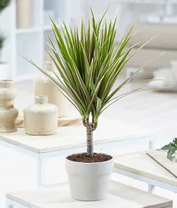 Dracaena marginata 'Bicolour' in 11cm Pot - Indoor Plant - Easy to Maintain