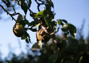 Lincolnshire Fruits Conference Bareroot 12 Litre 1.5m Tree