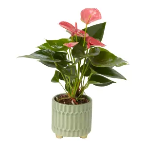 Verve Anthurium mix in Assorted cream or green Ceramic Decorative pot 9cm