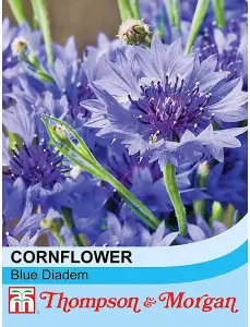 Cornflower Blue Diadem 1 Packet (180 Seeds)