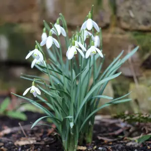 Spring Bulb Collection - 6 x 9cm Pots of Mixed Outdoor Growing Flowering Bulbs