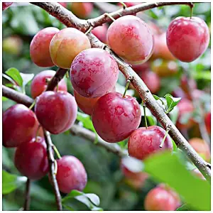 Opal Plum Tree, 5-6ft Tall, Self-Fertile, Tasty & Sweet, Ready to Fruit