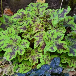 Heucherella Solar Power - Bright Green Foliage with Deep Red, Perennial Plant (15-30cm Height Including Pot)