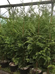 Direct Plants Thuja Plicata Gelderland Western Red Cedar 5-6ft Pallet of 20 Supplied in 5 Litre Pots