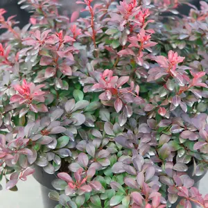 Berberis Thunbergii Atropurpurea 1 BR 40/60