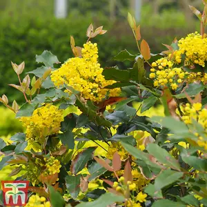 Mahonia aquifolium 9cm Potted Plant x 1