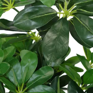 55cm Dark Green Artificial Schefflera Arboricola Plant