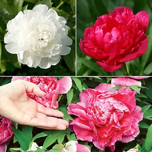 Herbeaceous Hardy Peony Plants Pink Red and White Bare Roots - Supplied as Bare Root Peony Plant Ready to Plan tin Gardens