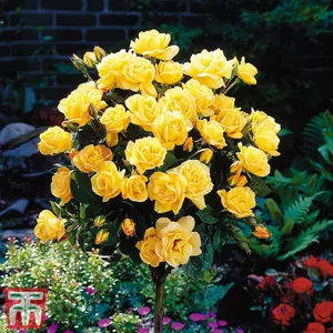 Yellow Rose (Rosa) Standard (60cm Stem ) 1 Bare Root Plant