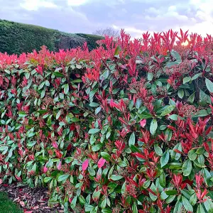 Photinia Fraseri Red Robin 9cm Potted Plant x 6