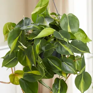 Philodendron scandens - Air Purifying Evergreen Indoor Plant in Hanging Basket, Bright Green Trailing Vines