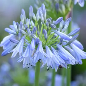 Agapanthus Ballerina - Agapanthus praecox, Deciduous Perennial (10-20cm Height Including Pot)