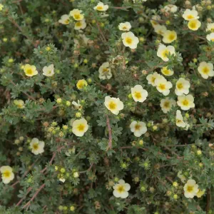 Potentilla fruticosa Limelight 9cm Potted Plant x 3