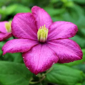 Clematis Ville de Lyon Pink Flowering Vine Climbing Plant 60cm Cane 3L Pot