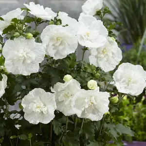 Hibiscus White Chiffon Garden Plant - Elegant White Blooms (15-30cm Height Including Pot)