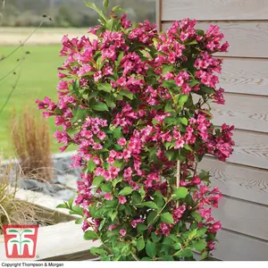 Weigela Towers of Flowers Cherry 9cm Potted Plant x 2