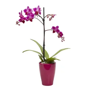 Verve Single Stem Moth orchid in Assorted Ceramic Decorative pot 9cm