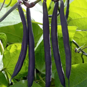 Dwarf Bush Bean Purple Teepee 1 Seed Packet