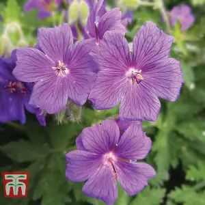 Geranium Magnificum 1 Bare Root Plant