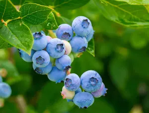 Blueberry Sunshine Blue Plant - Vaccinium in 9cm Pot - Ready to Plant