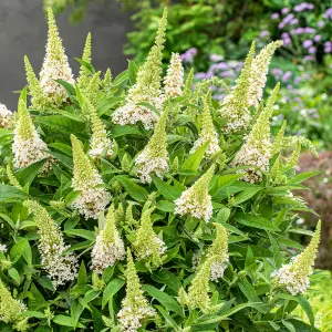 Buddleia Butterfly Candy Little White - Compact Size, White Flowers, Attracts Butterflies (15-30cm Height Including Pot)