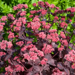 Gardeners Dream Sedum Chocolate Cherry (9cm)