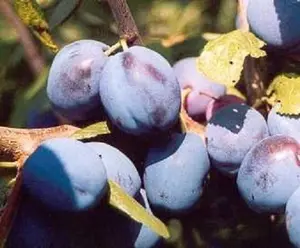 Direct Plants Prunus Damson Merryweather Plum Fruit Tree 5-6ft Supplied in a 7.5 Litre Pot