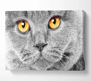 Serious Grey Cat Canvas Print Wall Art - Medium 20 x 32 Inches