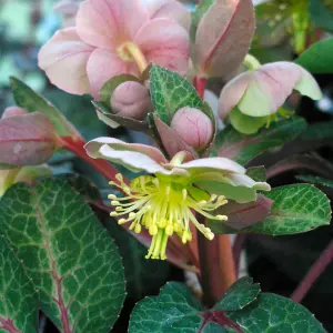 2 x Helleborus Pink Marble Christmas Rose Plants in 9cm Pots - Autumn Winter Flowering