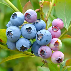 Vaccinium Bluecrop Plant - Abundant Berries, Compact Size, Hardy (10-30cm Height Including Pot)