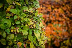 Green Beech Hedging Plants x20 Fagus 7-8ft Full Pallet of Rootball Trees