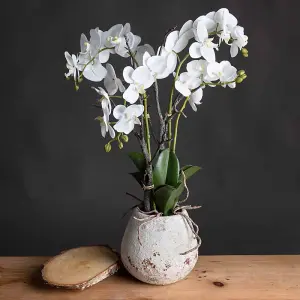 UK Homeliving White Orchid In Stone Pot