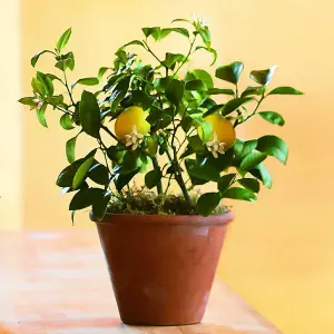 Mini Citrus Lemon Tree in Hessian Gift Wrap - Indoor Plant with Edible Lemons