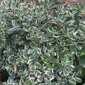 Euonymus Kathy Garden Shrub - Green and Gold Foliage, Compact Size (20-30cm Height Including Pot)