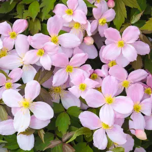 Clematis Rubens - Pink Blooms, Climbing Vine, Morning Sun (20-30cm Height Including Pot)