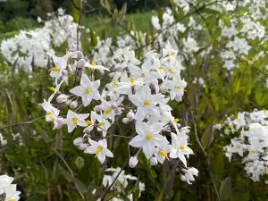 Solanum Jasminoides Alba Climbing Plant 30-50cm Supplied in a 9cm Pot