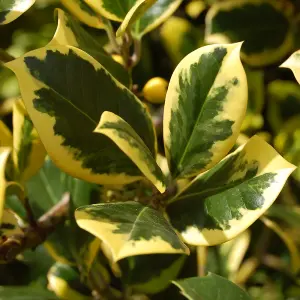 Ilex Golden King Garden Plant - Variegated Foliage, Compact Size (20-30cm Height Including Pot)