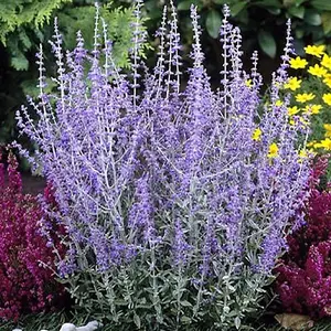 Perovskia Blue Spire Garden Plant - Fragrant Grey-Green Foliage, Attracts Pollinators (15-30cm Height Including Pot)