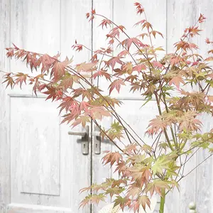 Acer Brown Sugar - Compact Japanese Maple, Ornamental Tree (20-30cm Height Including Pot)