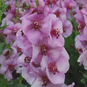 Verbascum Lavender Lass - Compact Perennial, Delicate Lavender Blooms (30-40cm Height Including Pot)