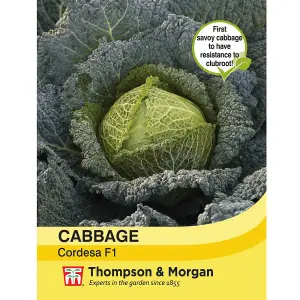 Cabbage Savoy Cordesa F1 Hybrid 1 Seed Packet (10 Seeds)