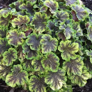 Heucherella Solar Eclipse - Dark Foliage with Bright Green Edges, Perennial Plant, Moderate Height (30-40cm Height Including Pot)