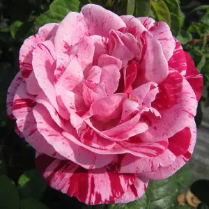 Rose Bush 'Ferdinand Pichard' - Two-Toned Scented Rose Bush in 3 Litre Pot